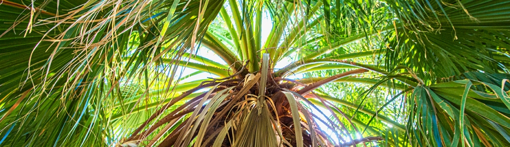 Tree bath: the view from the center of the tree bath, looking upward to the underside of the canopy of several California palm trees
