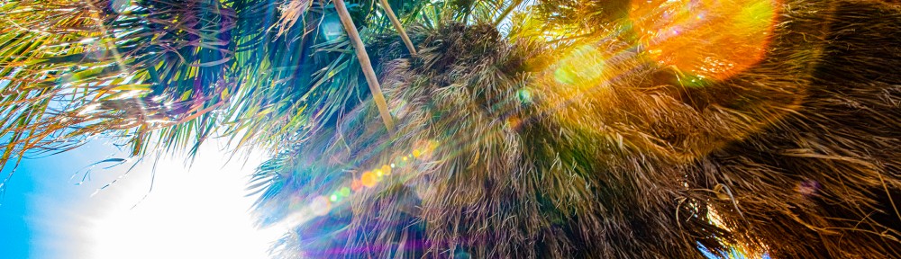 Image of palm trees, looking up from below. Light refracted through the fronds. California palm. Deep blue sky