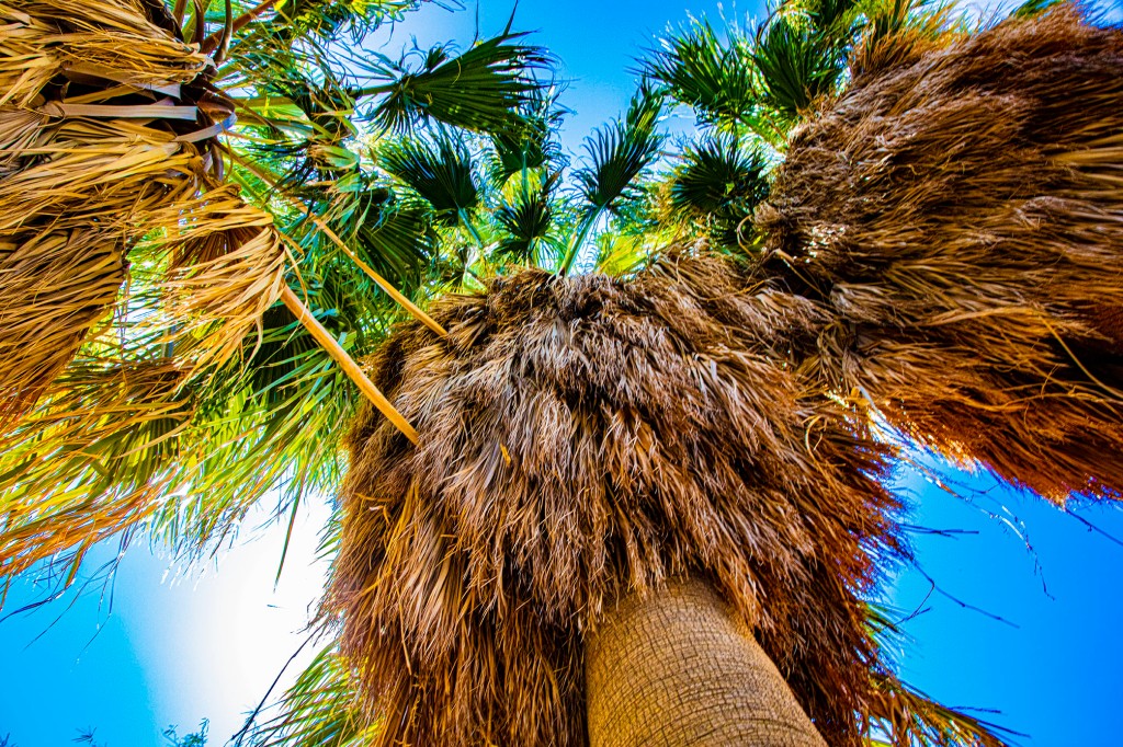 Image of palm trees, looking up from below. Light refracted through the fronds. California palm. Deep blue sky