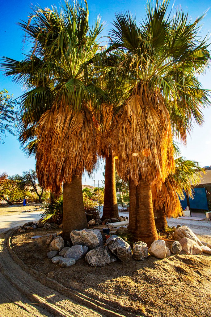 DragonflyHill Tree Bath at Sunset Bathed in golden light, A grove of 5 palm trees with a path through the middle where there is seating for meditation and relaxation. Rocks frame the grove but allow for access. The floor of the path is marked with slate tiles and gravel and is wheelchair accessible. Main House is behind the Tree Bath.