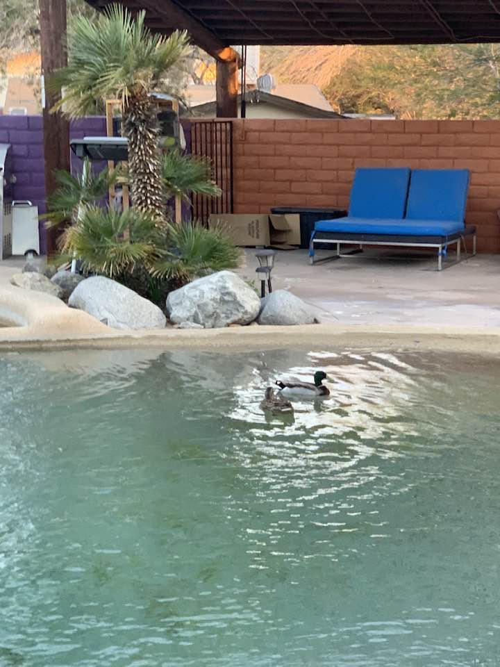 Mallard ducks swimming in our pool pond.