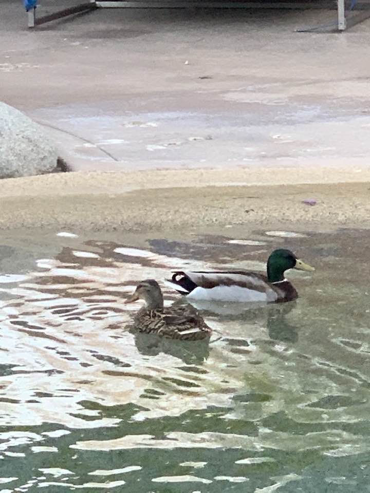 Mallard ducks, a mating pair, swimming in t pond entry pool at DragonflyHill
